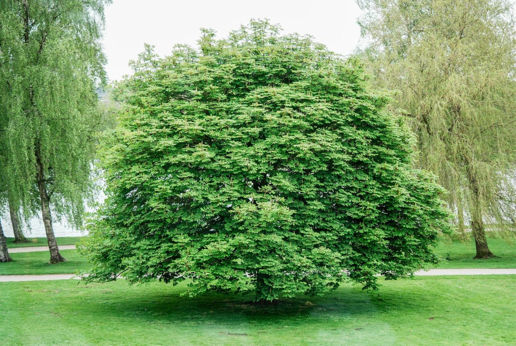 Norden 3* Хадерслев